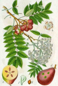 Sorbus domestica (Speierling)