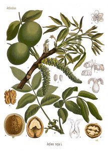 Juglans regia (Wallnuss)